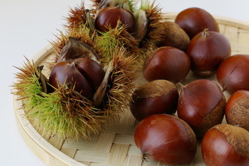 秋の味覚　栗