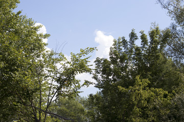 Beautiful tops of green trees and a blue sky with white clouds in the summer