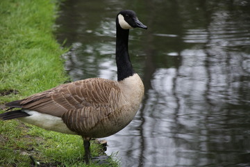 Goose