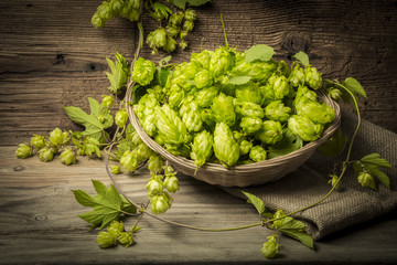 hop plant with cones on an old table close up