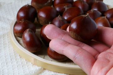 秋の味覚　栗