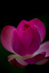 Fototapeta na wymiar Sacred lotus Nelumbo nucifera