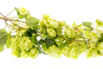 Hop plant isolated on a white background