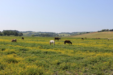 Cavalli in campagna ,maneggio, Sirolo, Italy