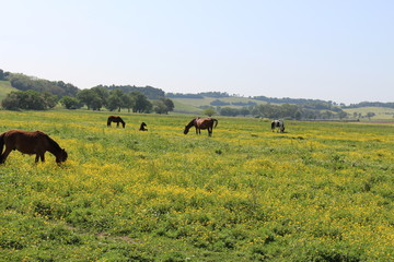 Cavalli in campagna ,maneggio, Sirolo, Italy