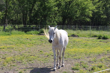 Obraz premium Cavallo bianco in campagna ,maneggio, Sirolo, Italy