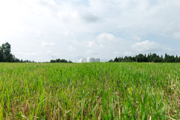 Sunny meadow and hay making