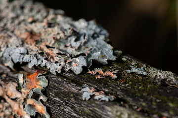 lichen