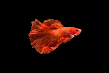 Gordijnen The moving moment beautiful of red siamese betta fighting fish in thailand on black background.  © Soonthorn
