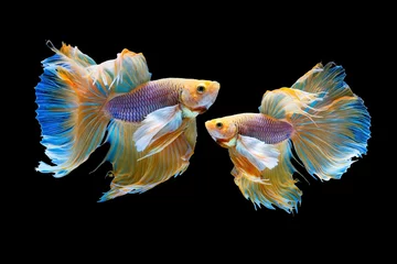  The moving moment beautiful of yellow siamese betta fish or half moon betta splendens fighting fish in thailand on black background. Thailand called Pla-kad or dumbo big ear fish. © Soonthorn