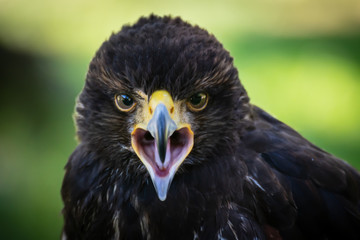 Greifvogel schreiend