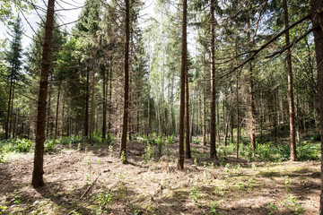 Magical Pokaini Forest