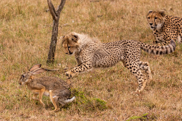 Obraz na płótnie Canvas Cheetah cub catches scrub hare beside mother
