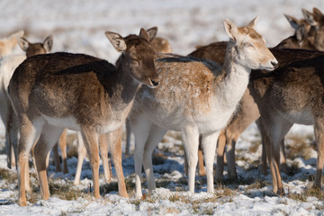 Naklejka na ściany i meble Fallow and red deer side-by-side in snow