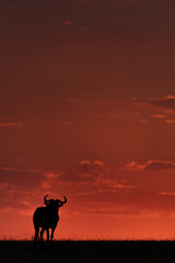 Blue wildebeest silhouetted against sunset on horizon