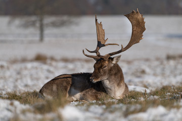 Fallow stag in sunshine lies in snow