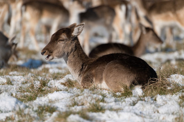 Female red deer lies in snowy grass