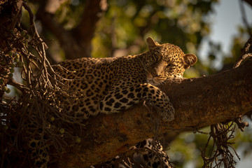 Fototapeta na wymiar Leopard falling asleep on branch of tree