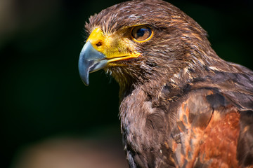 Bussard im Portrait