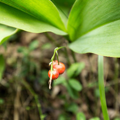 Poisonous red lily of the valley berries