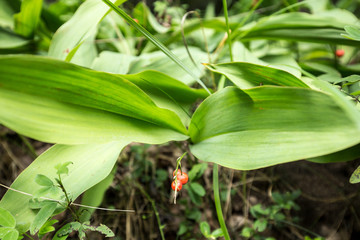 Fototapeta premium Poisonous red lily of the valley berries
