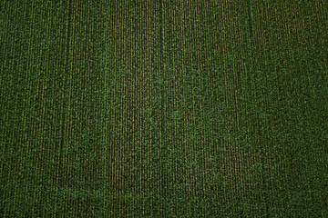Cornfield from above aerial straight