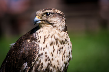 Greifvogel klein