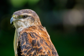 kleiner Greifvogel