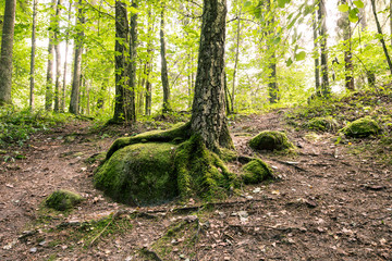 Magical Pokaini Forest