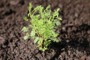 Artemisia abrotanum Coca cola
