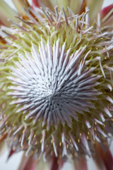 Fototapeta premium King protea