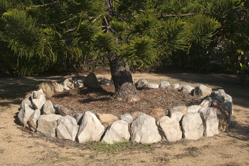 Fototapeta premium Sydney Australia, stone encased garden around the trunk of a fir tree filled with plant litter