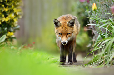 Red fox in the back garden in spring