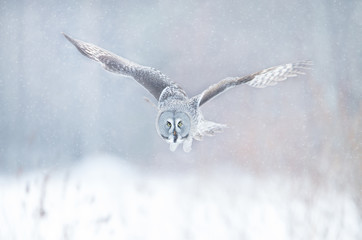 Close up of Great grey owl in flight in winter