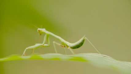 mantis are merge in natural. mantis standing on green leaf,