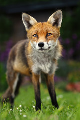 Close up of a Red fox sitting in the back garden