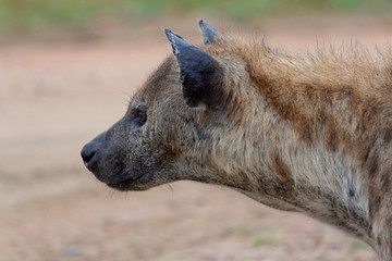 Spotted hyena (Crocuta crocuta) portrait