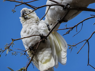 White cockatoos