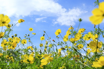 キバナコスモス