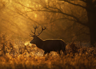 Silhouette of a Red deer stag