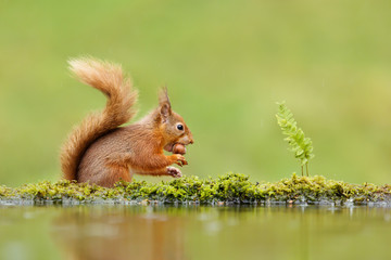 Close up van een rode eekhoorn die een noot eet