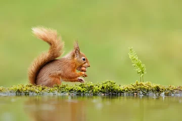 Fotobehang Close up van een rode eekhoorn die een noot eet © giedriius