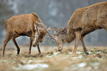Close up of Red deer fighting