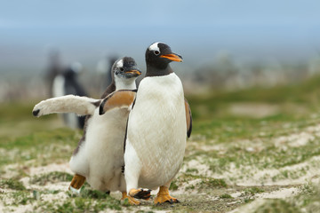 Gentoo penguin chick chasing its parent to be fed