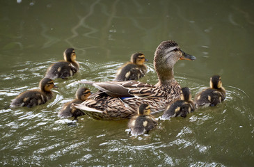Stockenten Familie mit kleinen Küken schwimmt auf einem See
