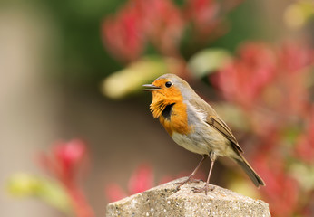 European Robin perching on a wooden post in the garden