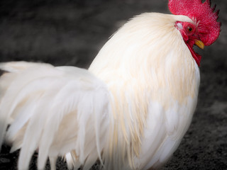 The Elegance of The Bright Chicken