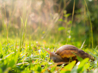 Snail Crawling on The Grass behind The Sun Light