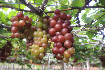 Vietnamese grape in farm