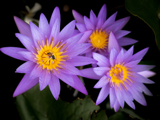 Bee Eating Nectar of The Purple Lotus Flowers